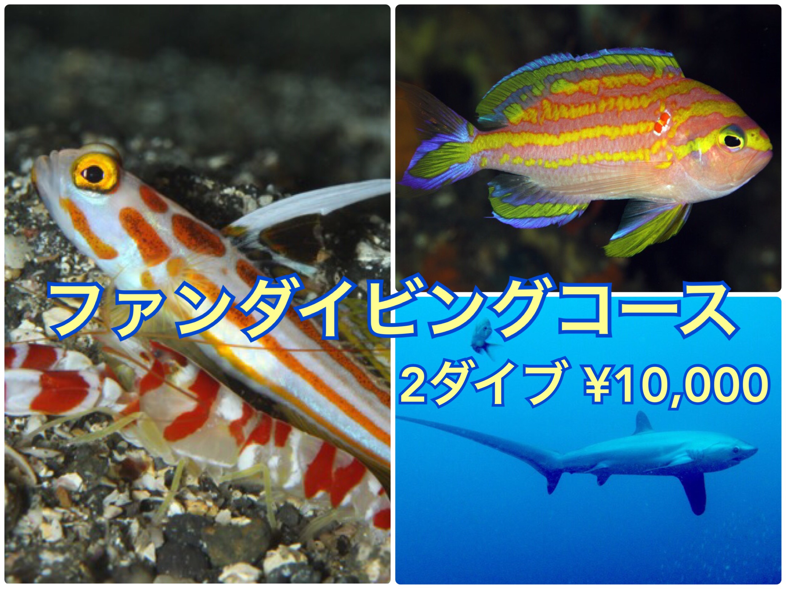 伊豆大島