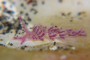 ミノウミウシ亜目の１種－５