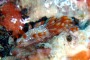 ミノウミウシ亜目の１種－６