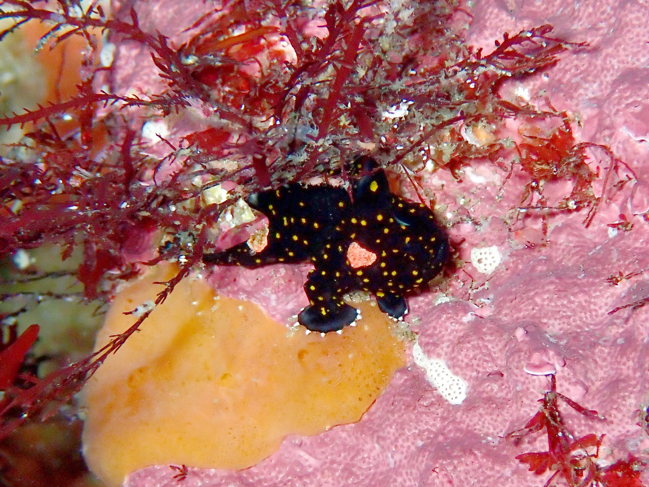 黒クマが増えてる⁉ - ダイビングショップ 伊豆大島ダイビングセンター