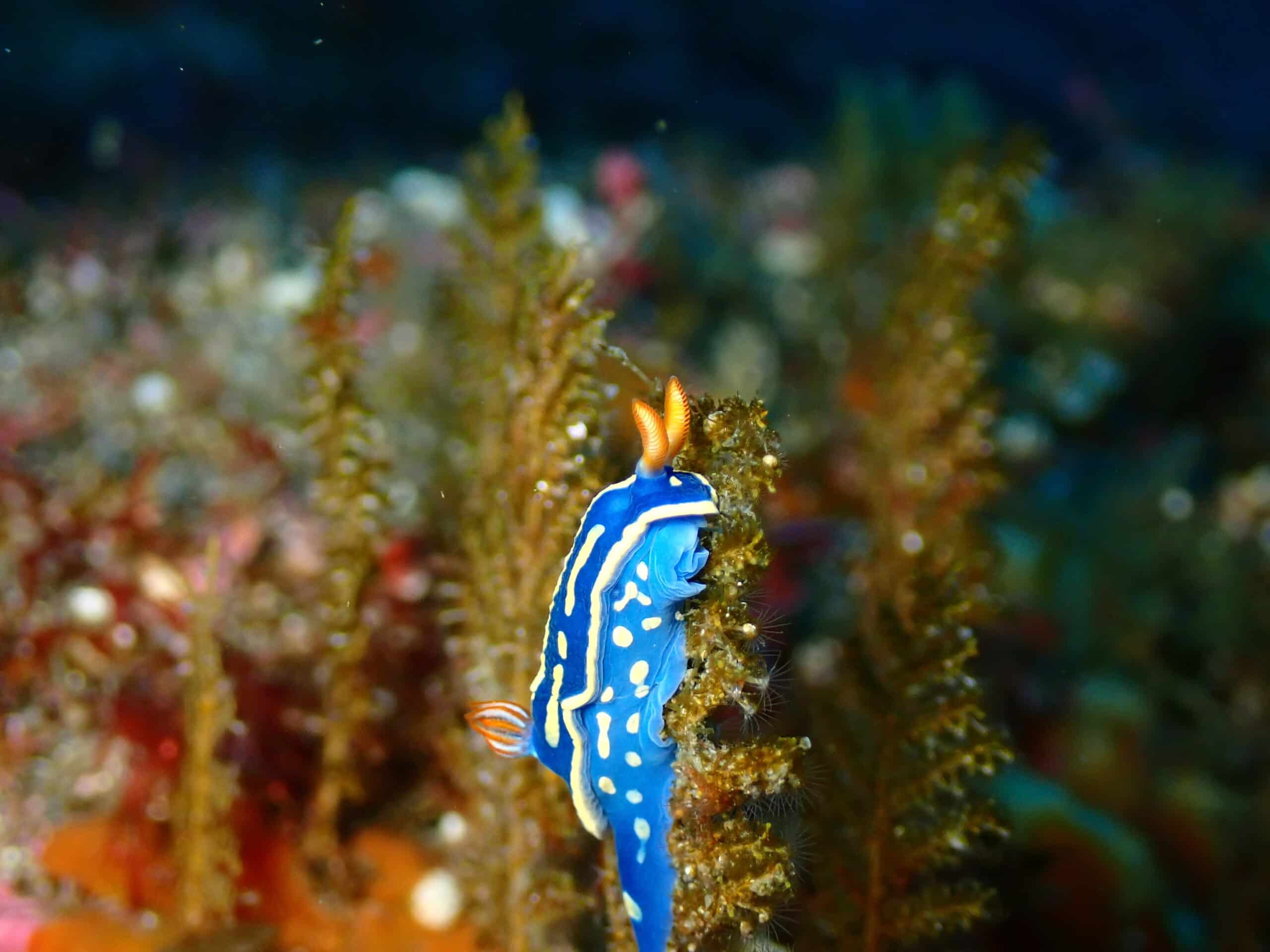 登るアオウミウシ! - ダイビングショップ 伊豆大島ダイビングセンター