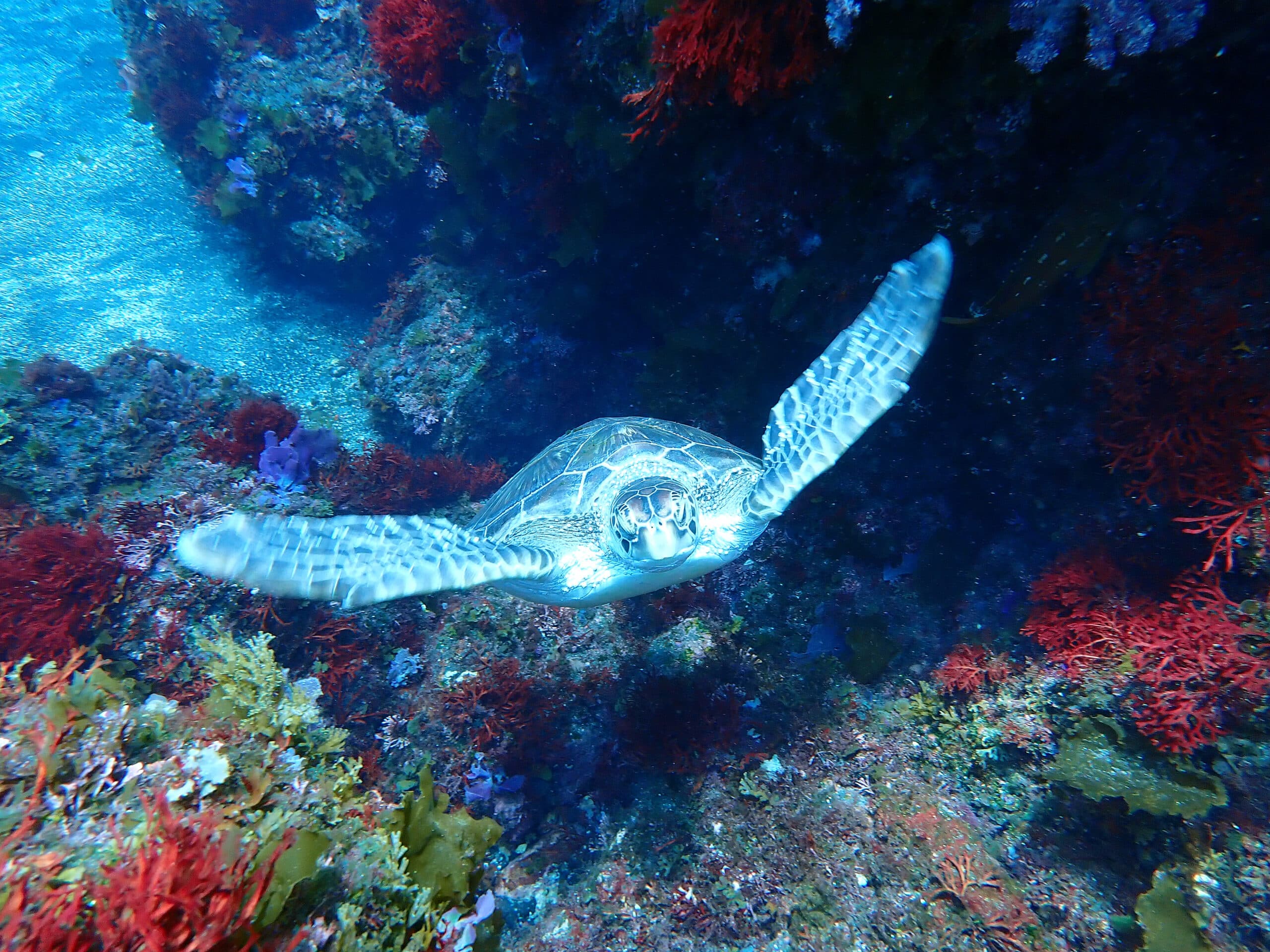 暖かい王の浜と冷たい野田浜 - ダイビングショップ 伊豆大島ダイビング