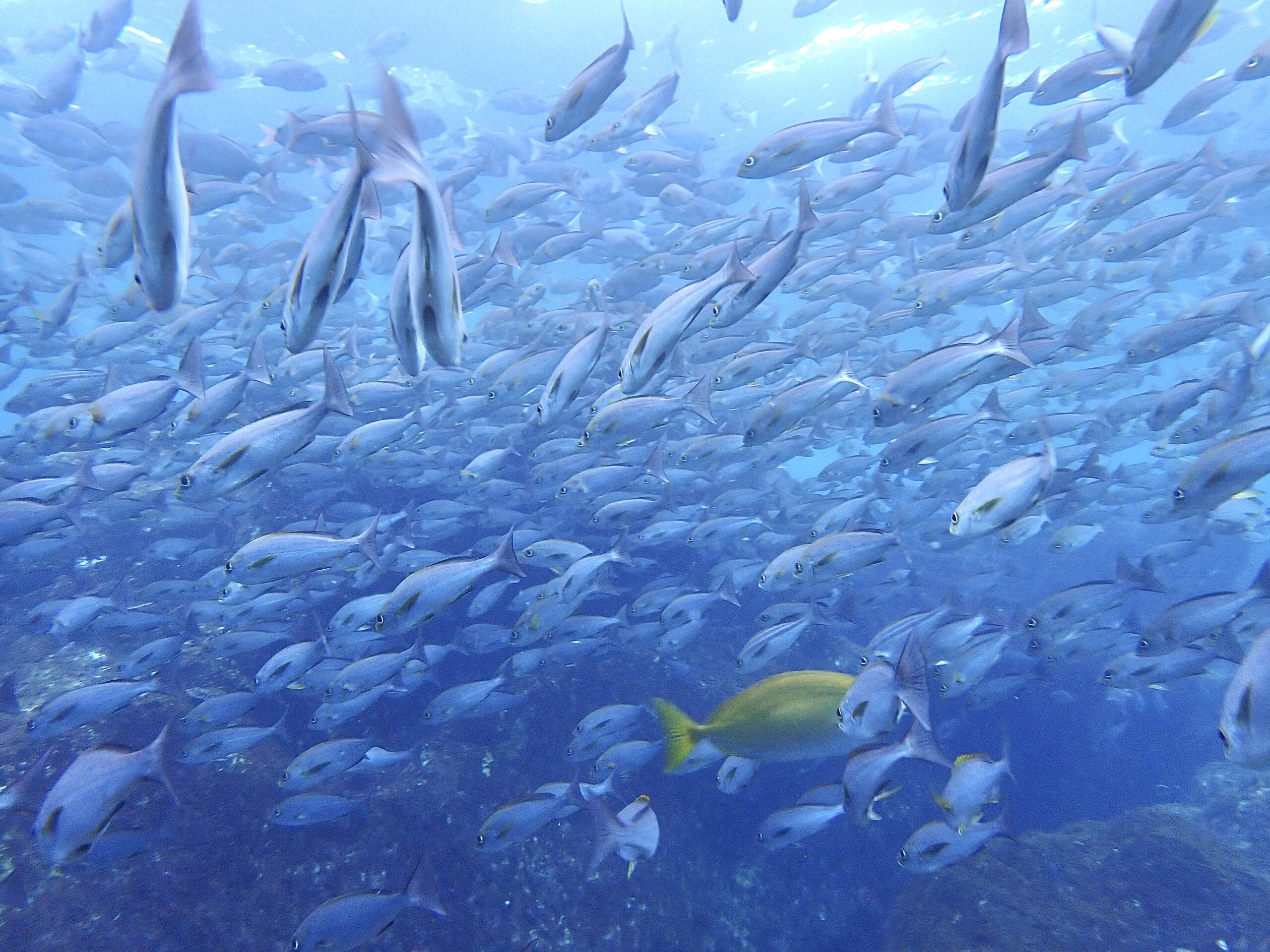 密になってるイサキの群れ - ダイビングショップ 伊豆大島ダイビング