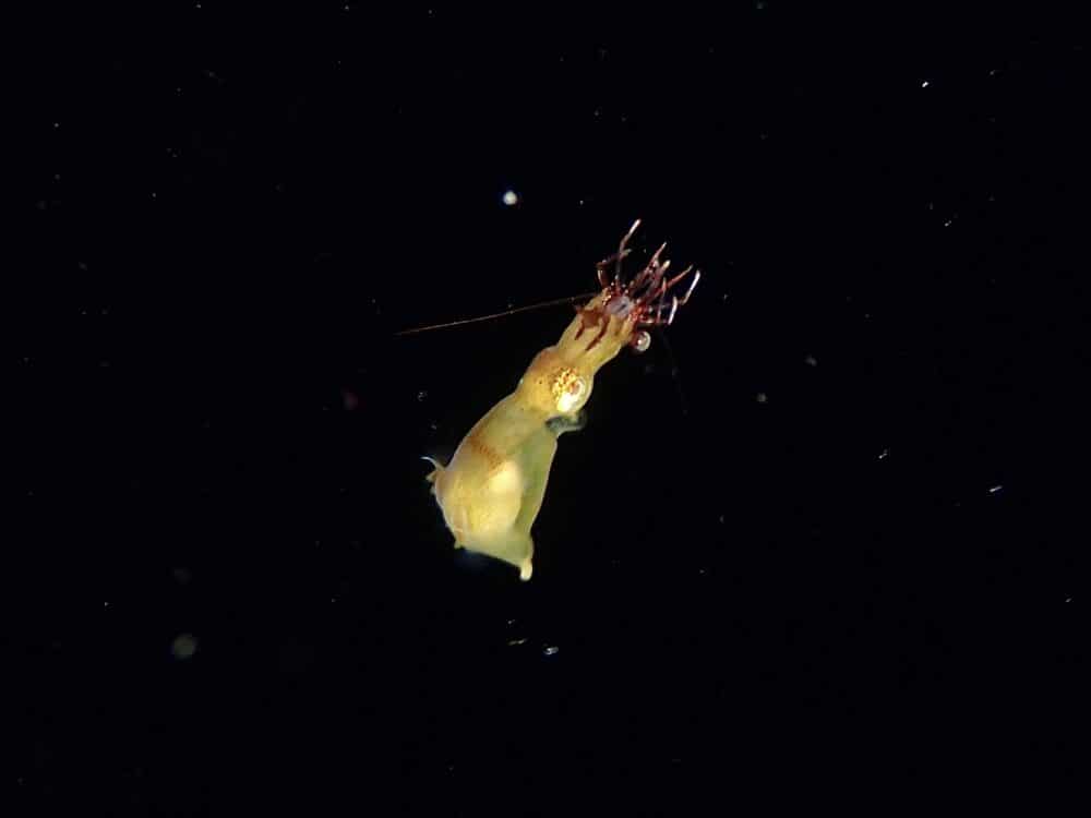 IMG 0579