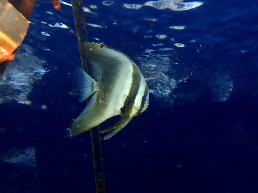 IMG 8761