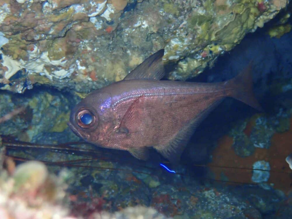 IMG 0955