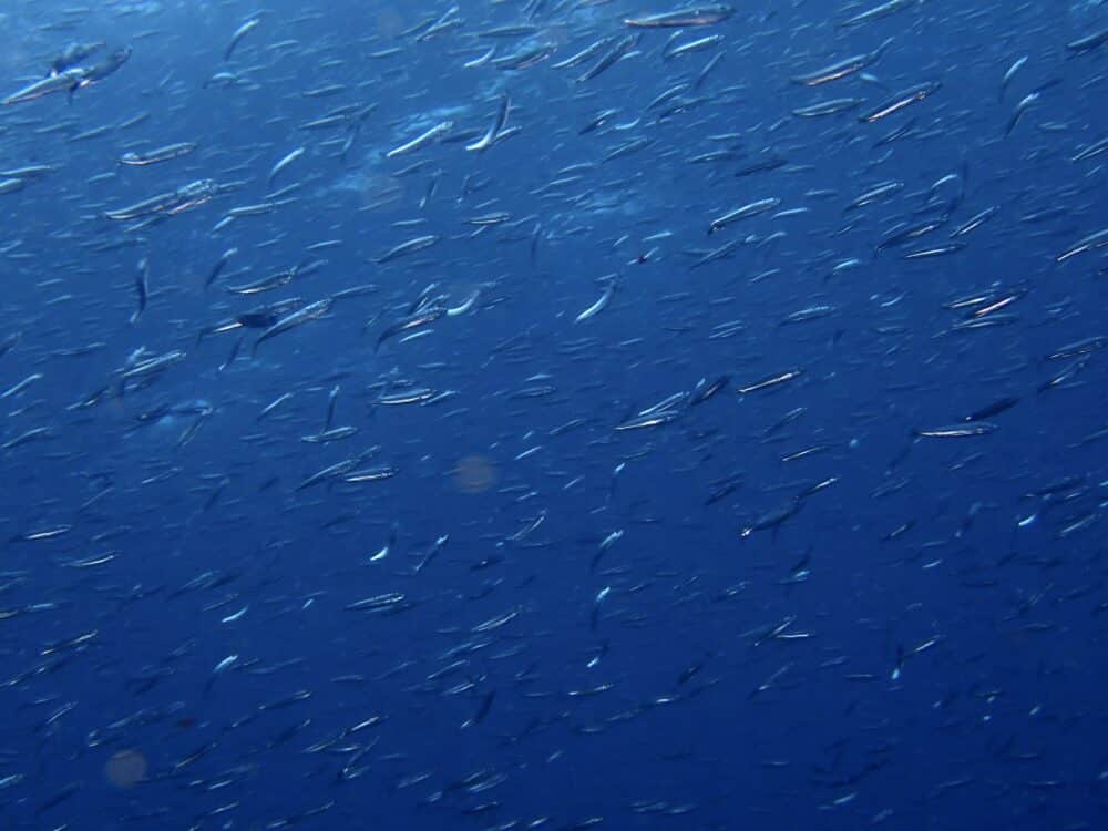 IMG 9071