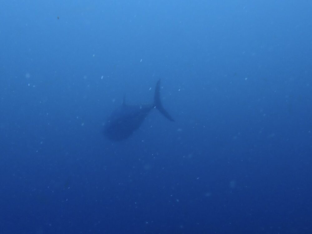 IMG 9144