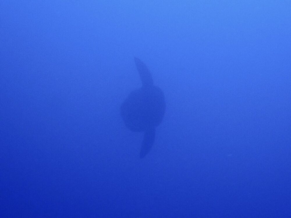 IMG 9585
