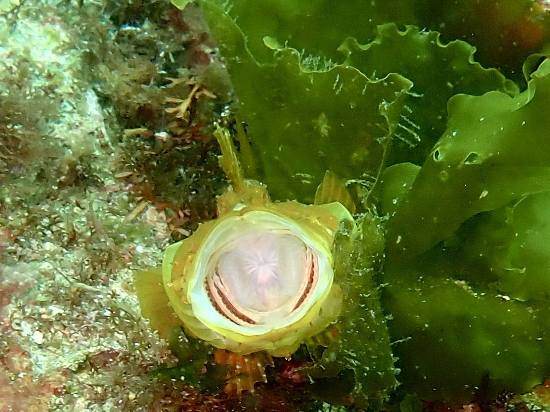 IMG 0523