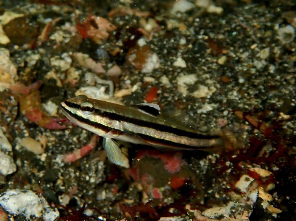 IMG 0567