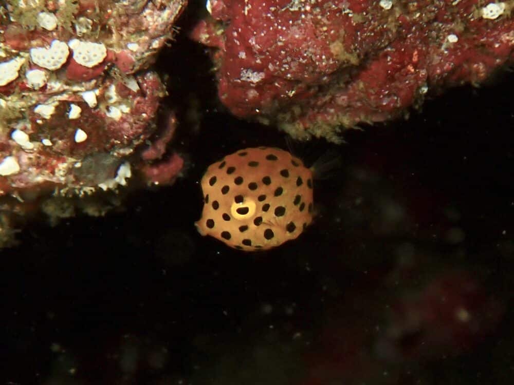 IMG 0617