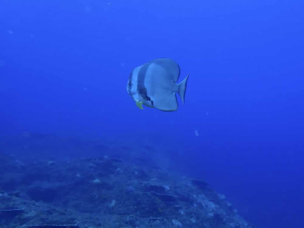 IMG 0658