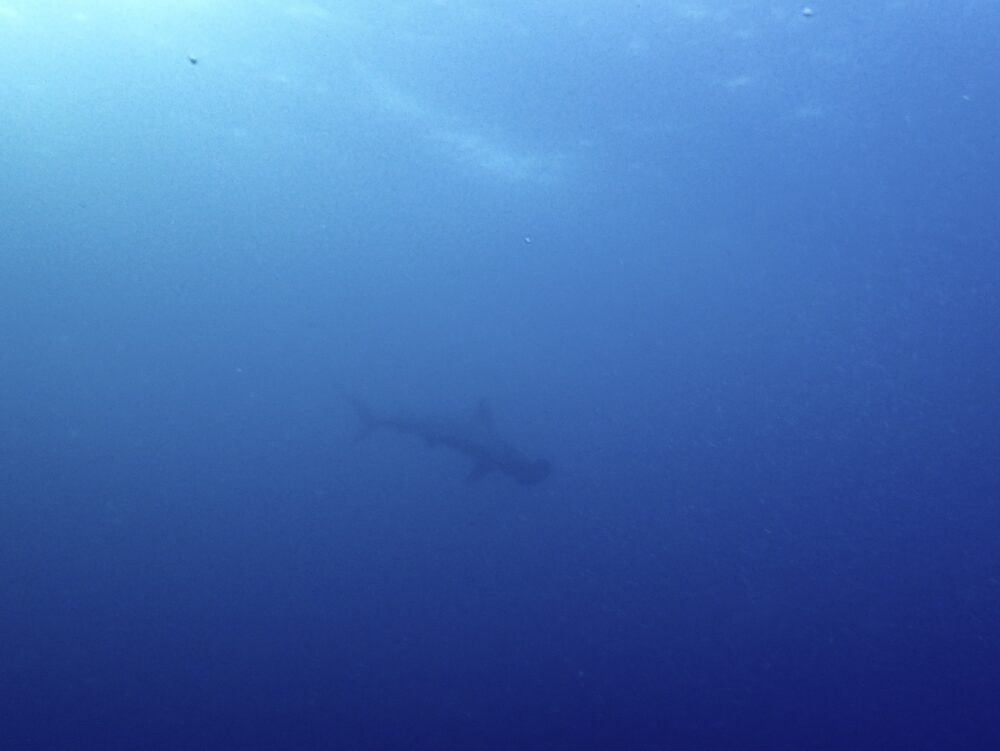 IMG 0942