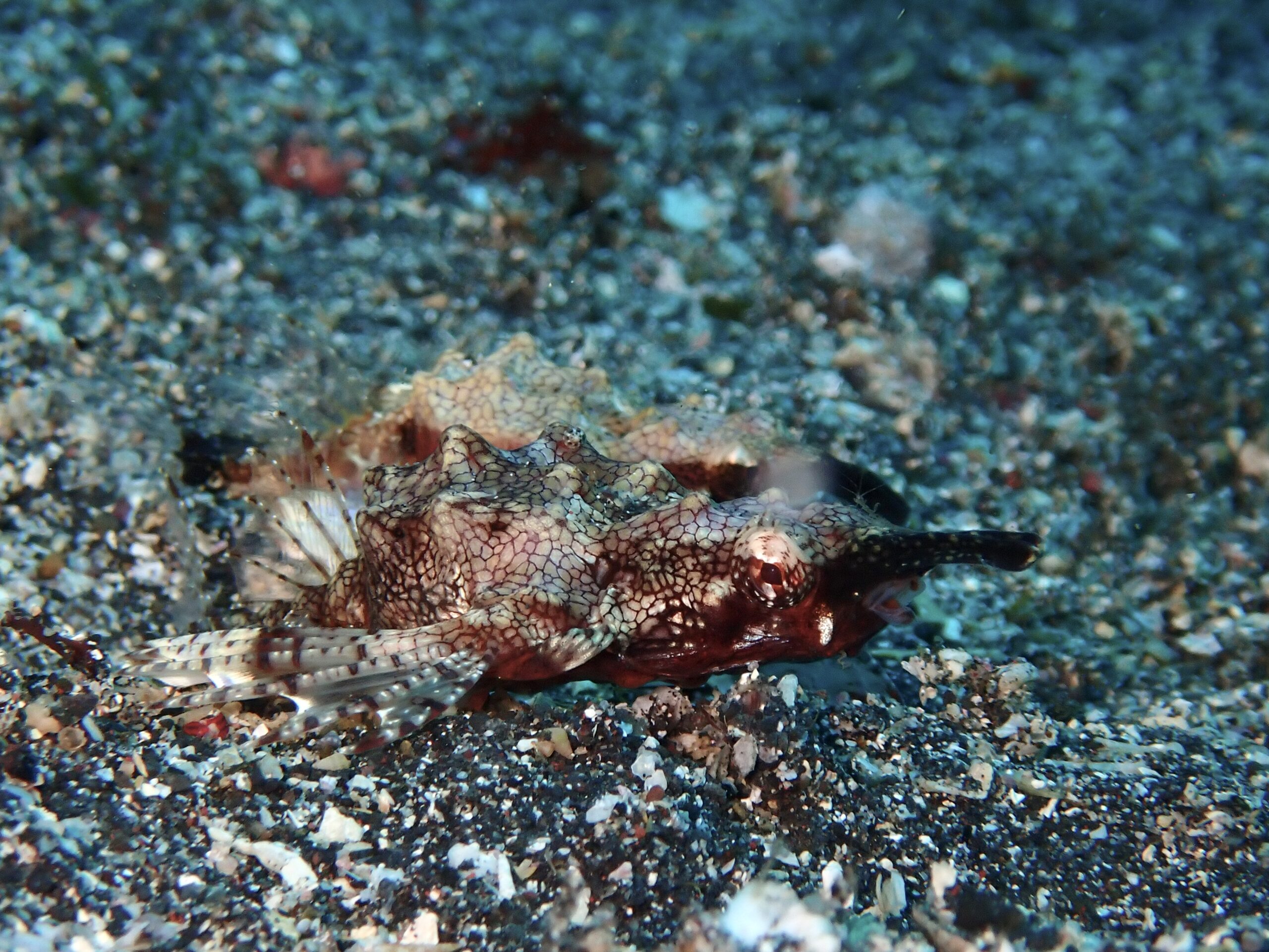 ウミテング増えてます♪ | ダイビングショップ 伊豆大島ダイビングセンター