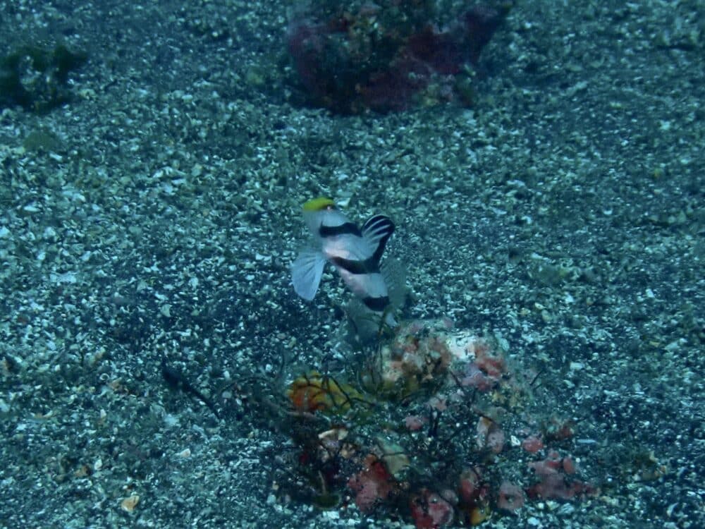 IMG 1276