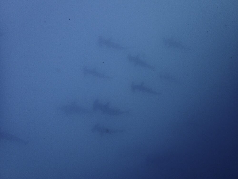 IMG 1634