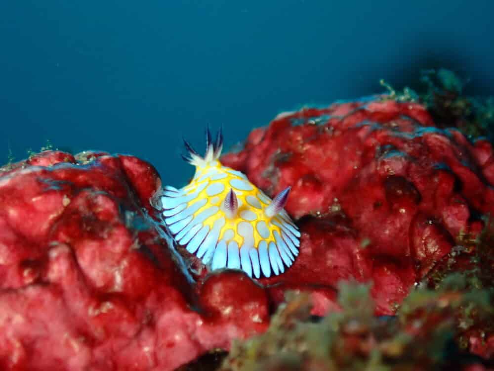 ニシキフウライウオのペア♡ 4 IMG 2473