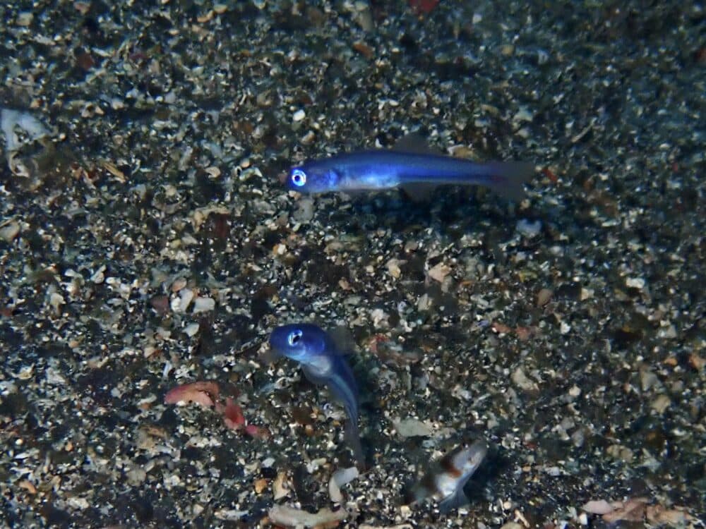 ニシキフウライウオのペア♡ 2 IMG 2474