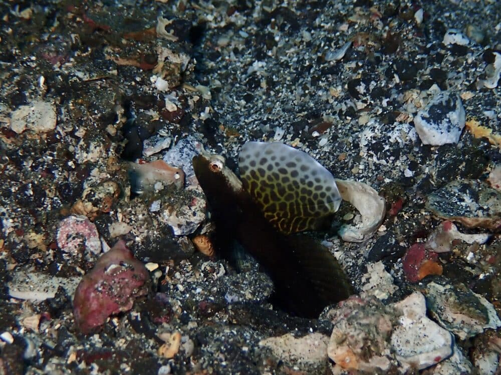 ニシキフウライウオのペア♡ 3 IMG 2476