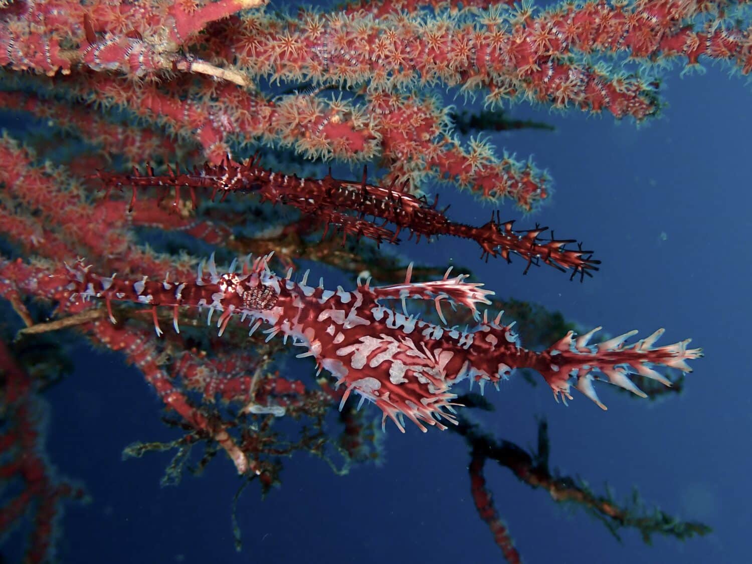 ニシキフウライウオのペア♡ 1 IMG 2479