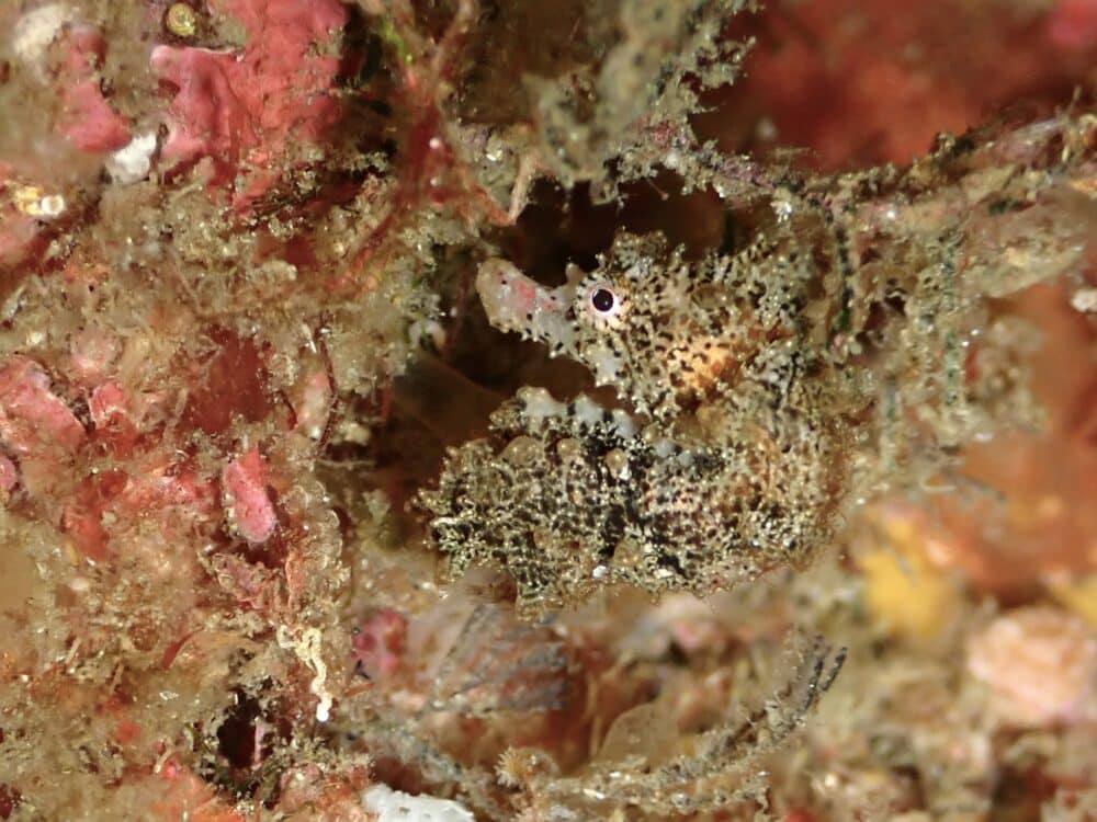 ニシキフウライウオのペア♡ 5 IMG 2481