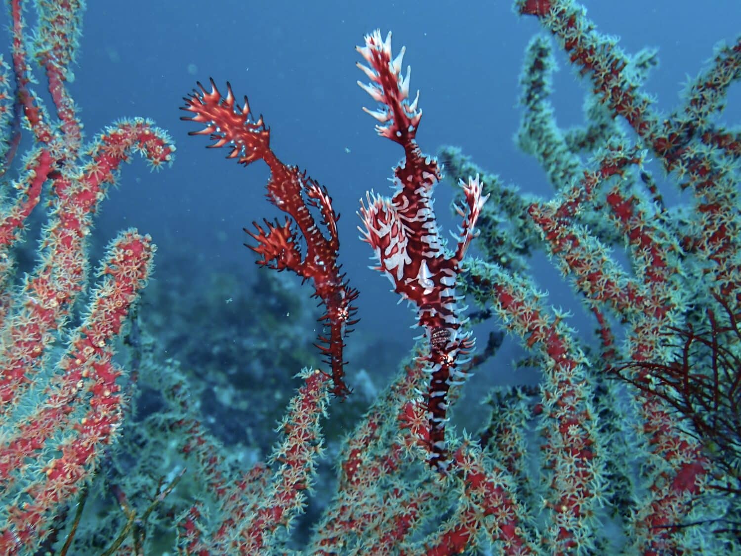 ニシキフウライウオ増えてました! 1 IMG 2503