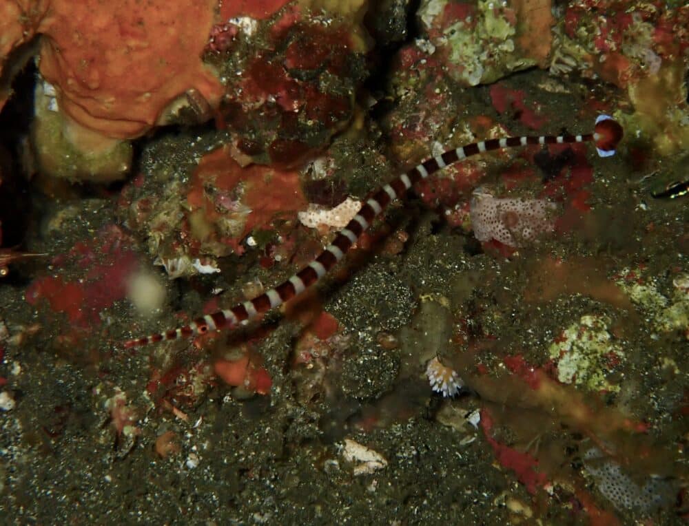 ニシキフウライウオ増えてました! 3 IMG 2509