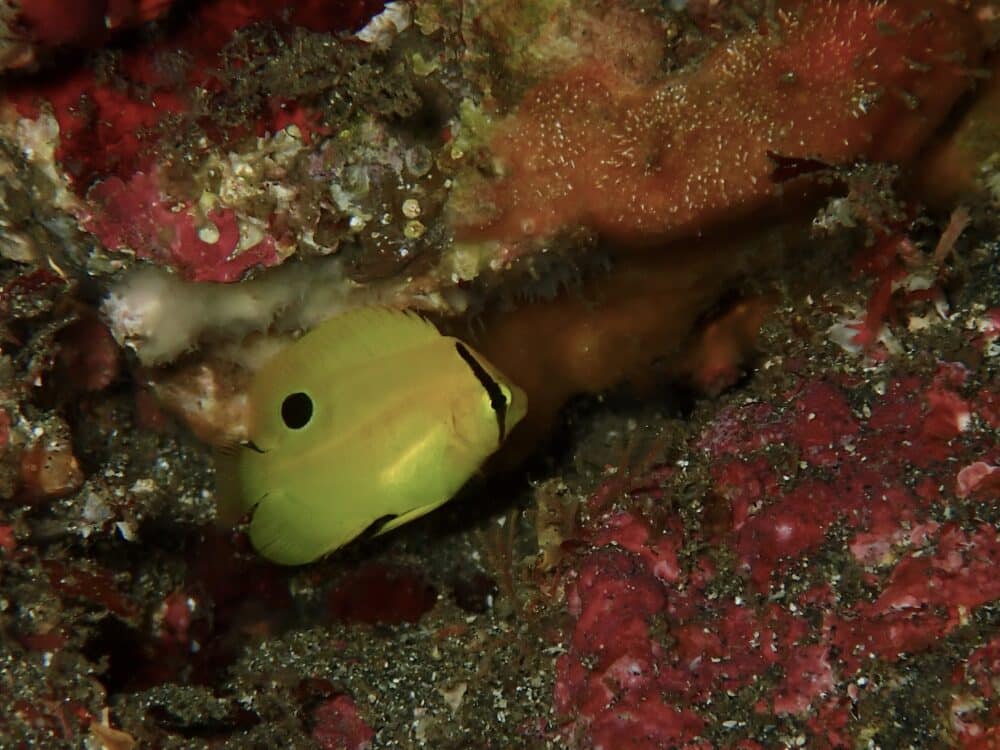 ニシキフウライウオ増えてました! 4 IMG 2510