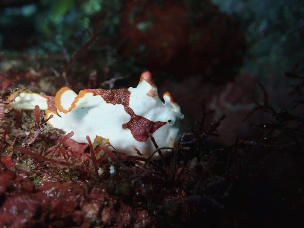 ニシキフウライウオ増えてました! 5 IMG 2511