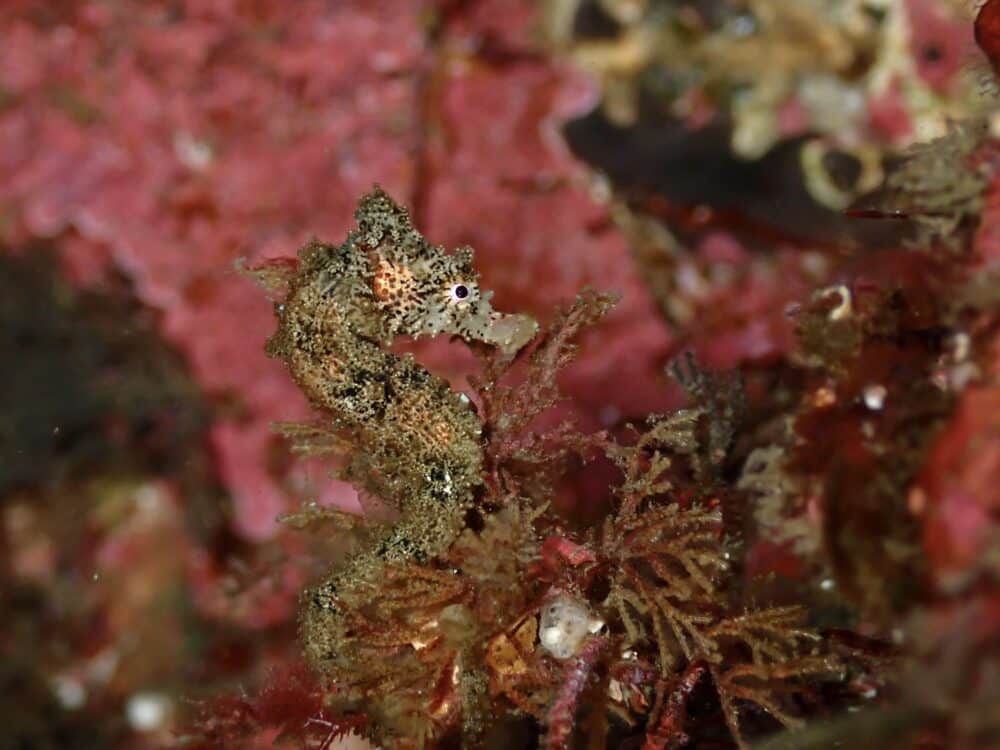 ニシキフウライウオ増えてました! 6 IMG 2512