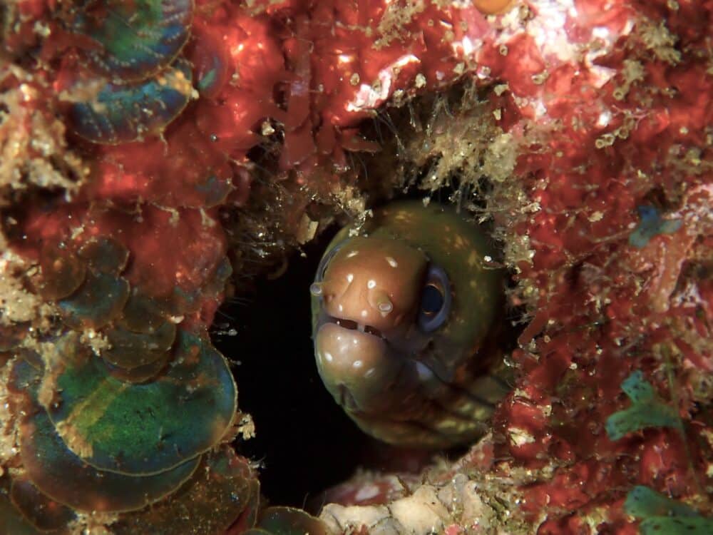 ニシキフウライウオ増えてました! 7 IMG 2515