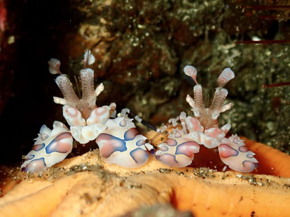 ホヤカクレエビ♡ 5 IMG 2838