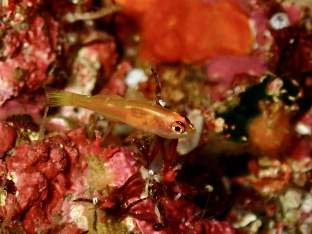 ホヤカクレエビ♡ 3 IMG 2839