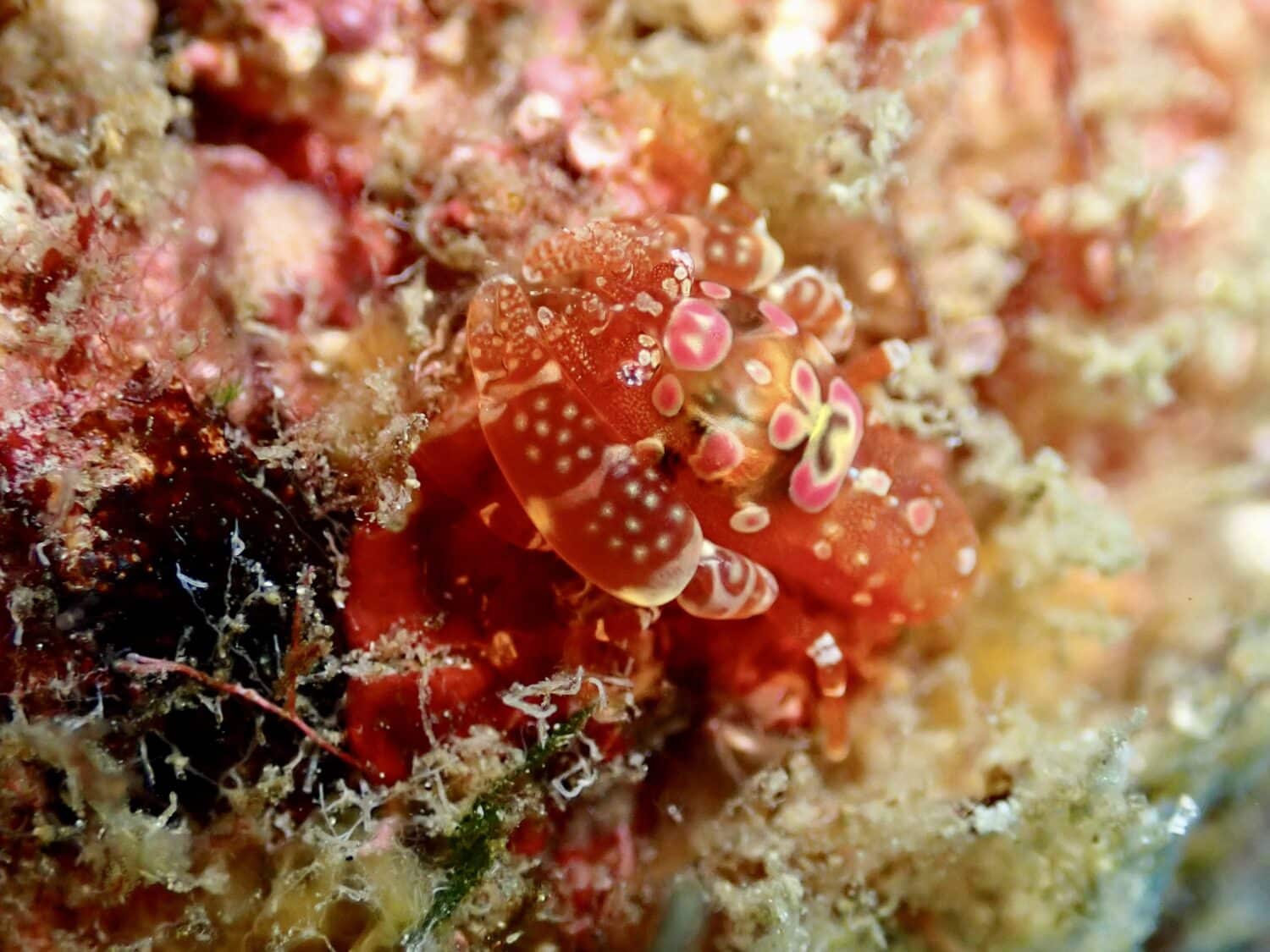 ホヤカクレエビ♡ 1 IMG 2840