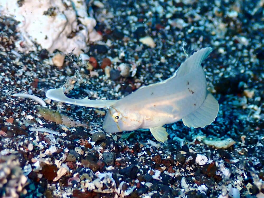 ホヤカクレエビ♡ 4 IMG 2852