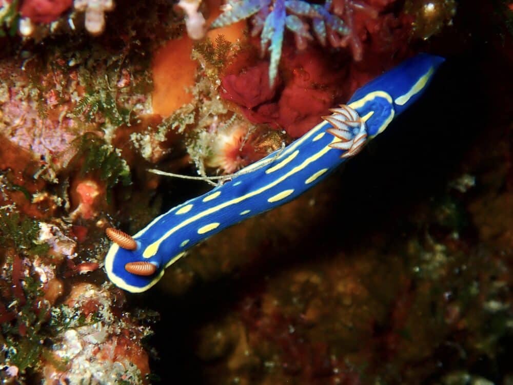 ウミガメがいっぱい! 2 IMG 3584