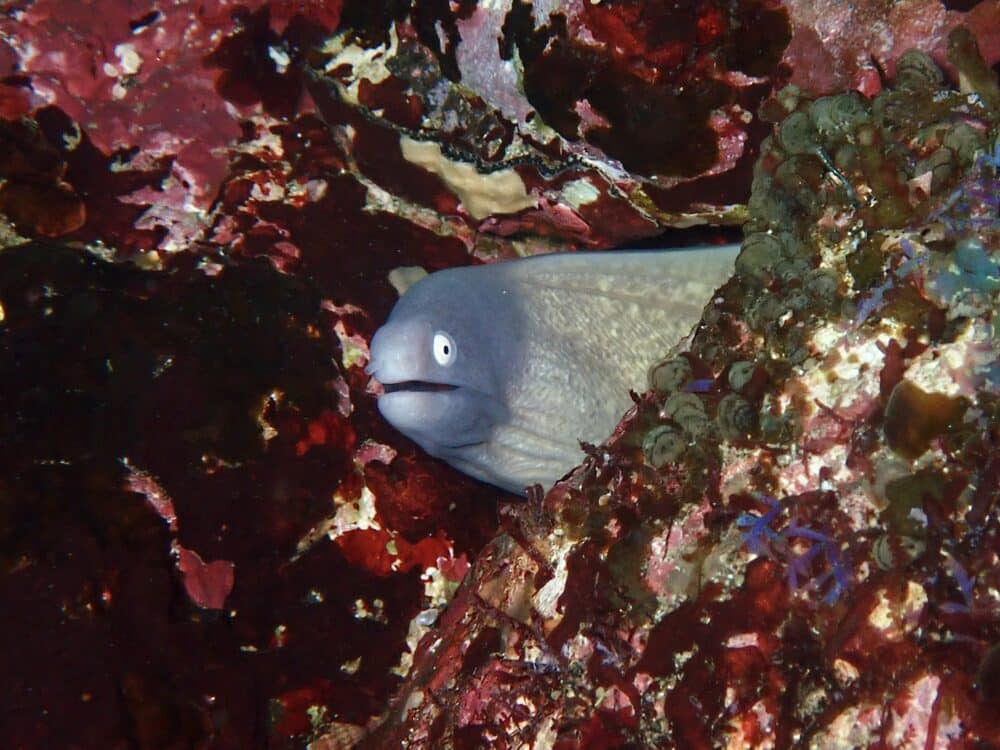 ウミガメがいっぱい! 3 IMG 3585