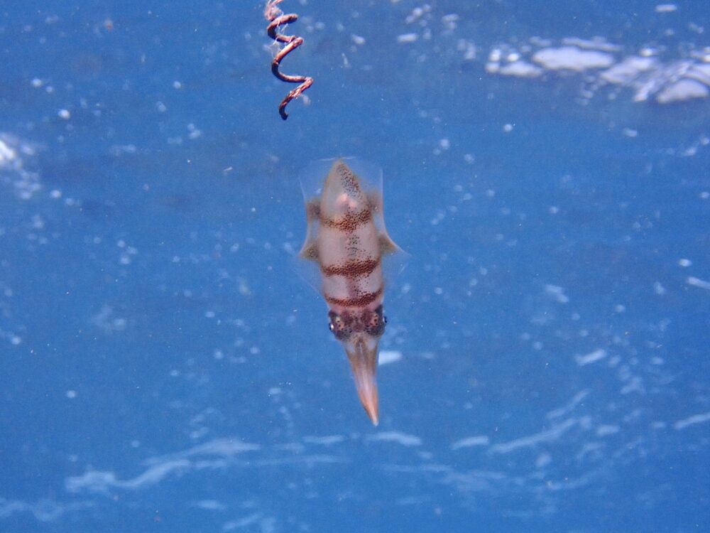 ウミガメがいっぱい! 4 IMG 3589