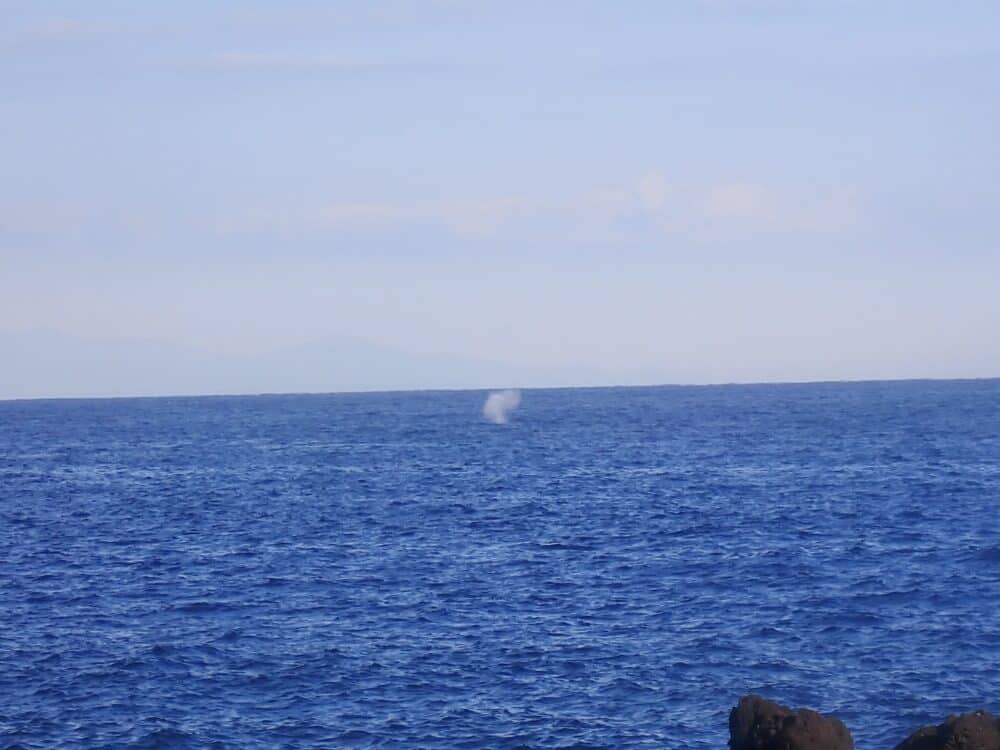 秋の浜の沖にクジラが!? 2 IMG 3591
