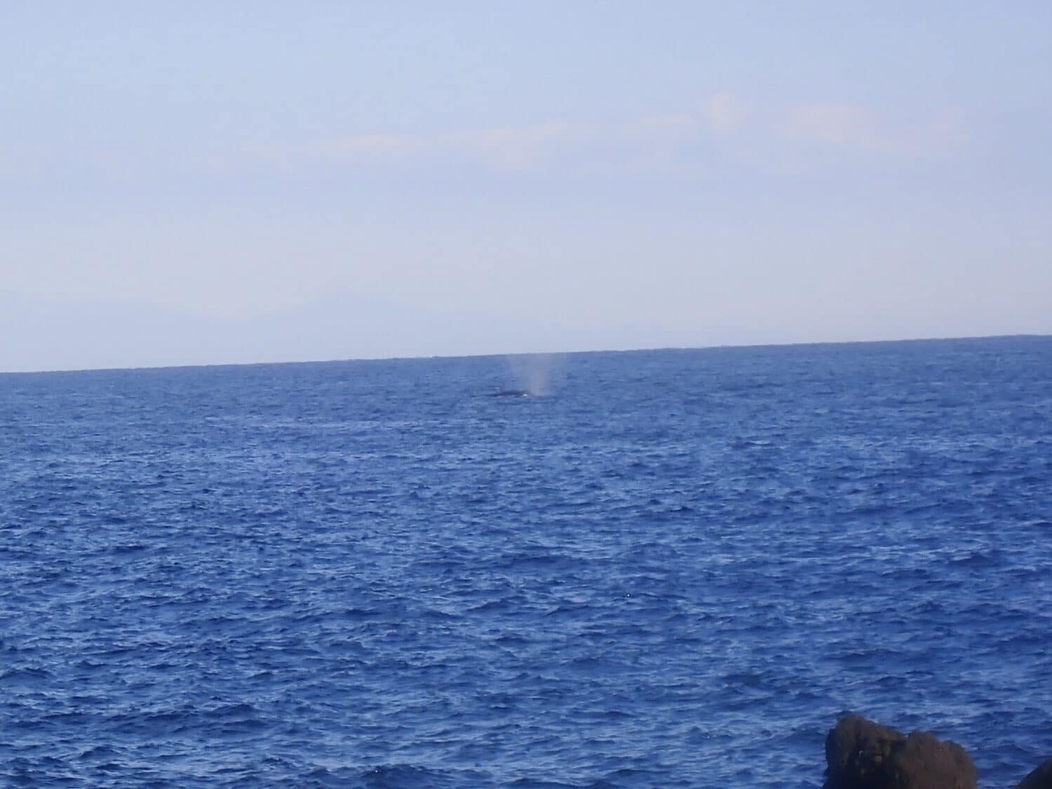 秋の浜の沖にクジラが!? 1 IMG 3592