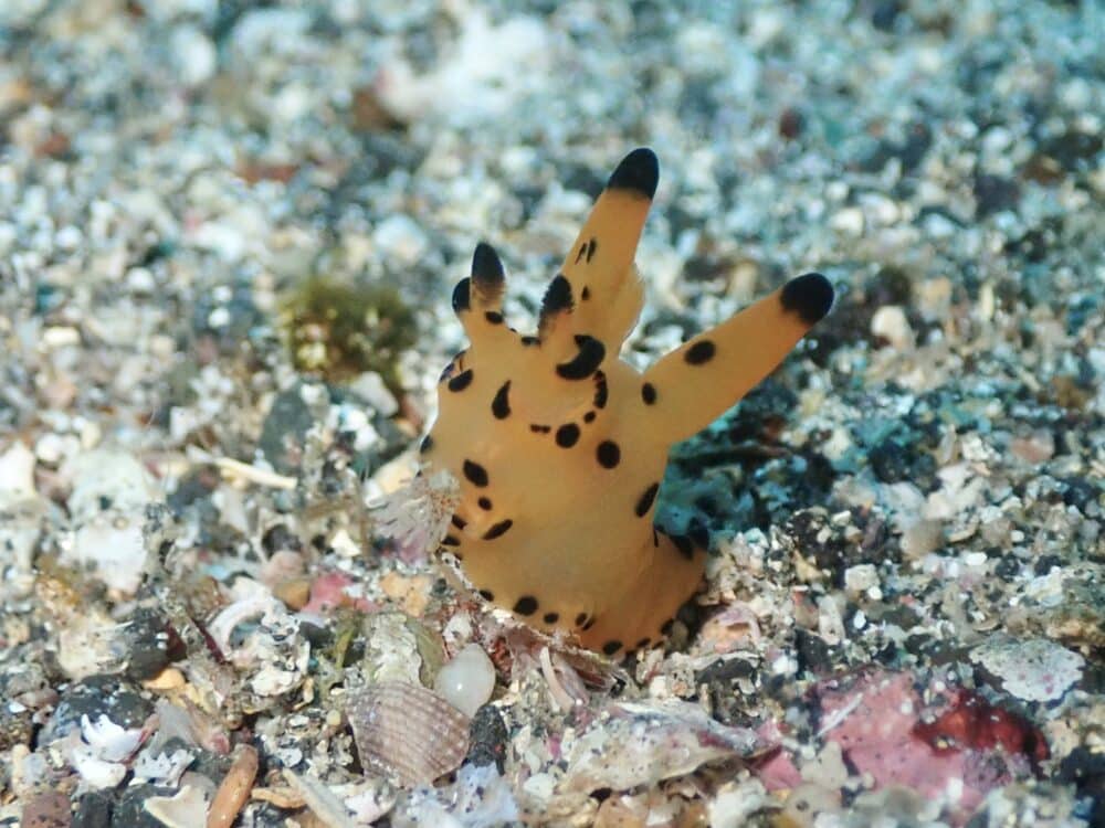 秋の浜の沖にクジラが!? 3 IMG 3594