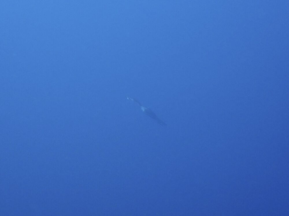 秋の浜の沖にクジラが!? 4 IMG 3596