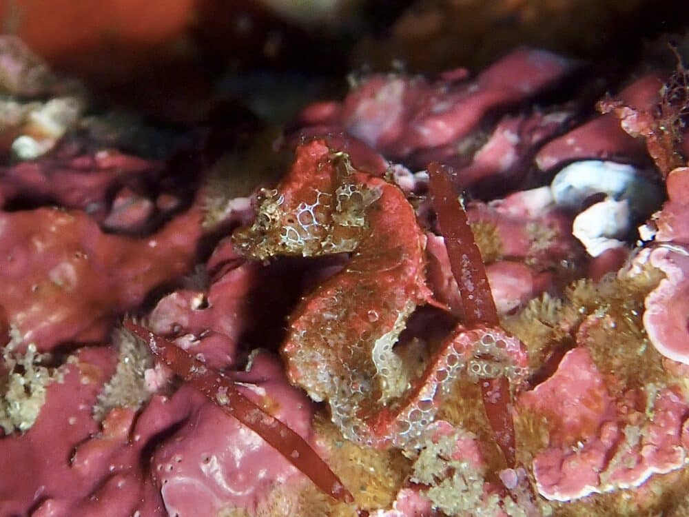 秋の浜の沖にクジラが!? 5 IMG 3599