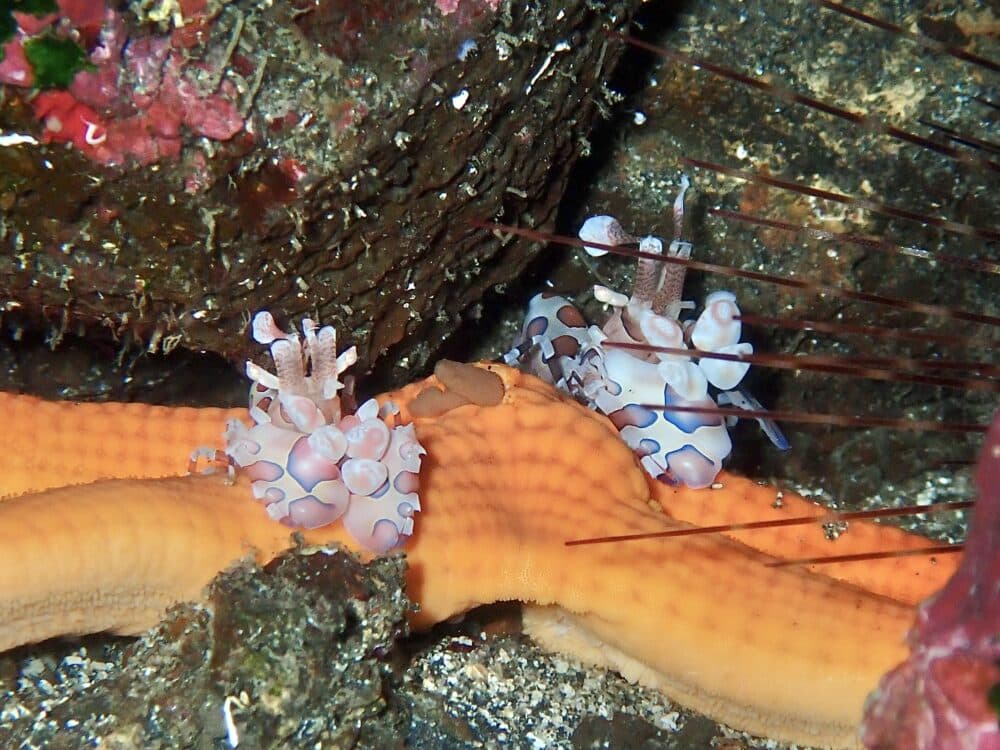 秋の浜の沖にクジラが!? 6 IMG 3600