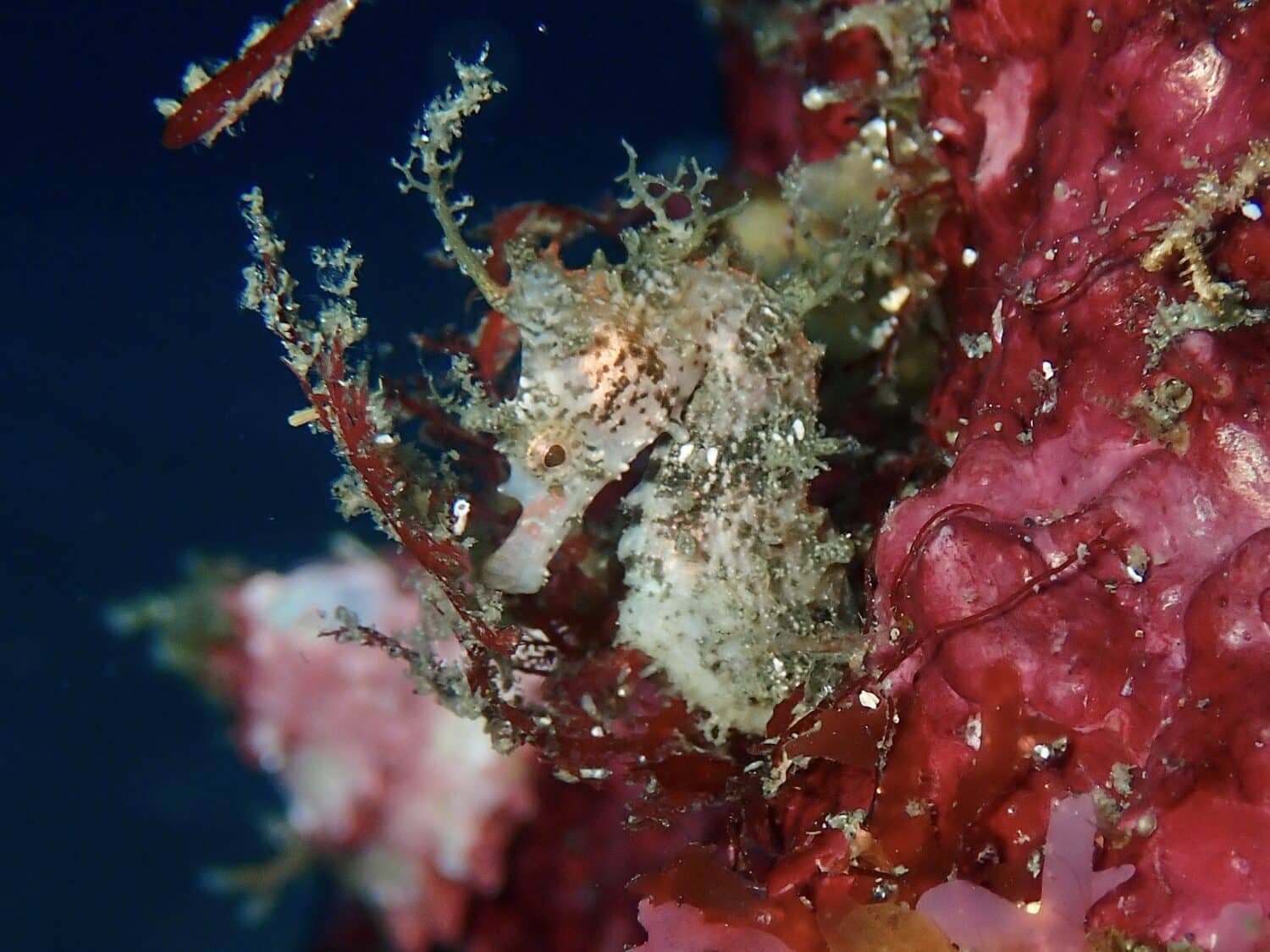 白っぽいハナタツ 1 IMG 3608