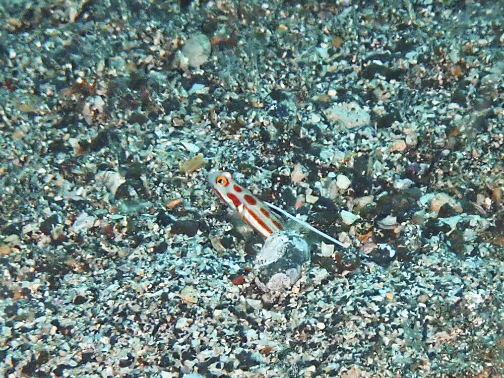 白っぽいハナタツ 2 IMG 3612