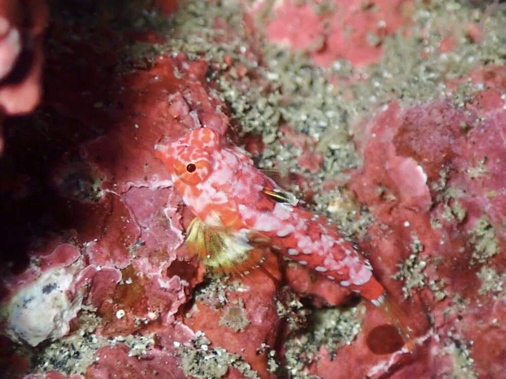 白っぽいハナタツ 3 IMG 3615