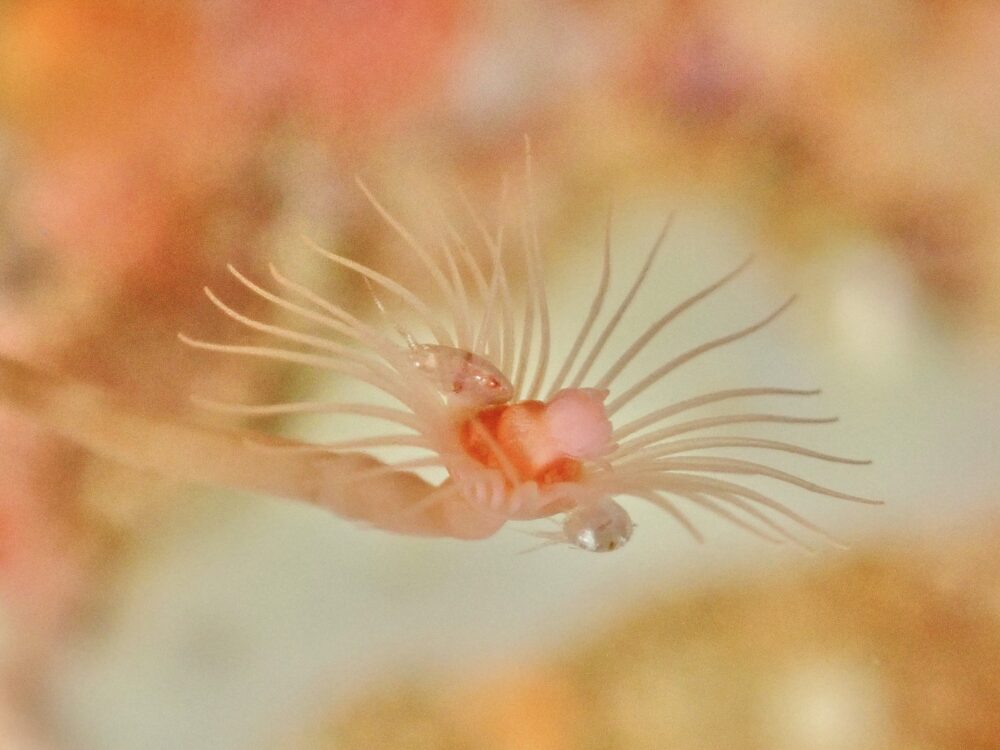 白っぽいハナタツ 4 IMG 3616