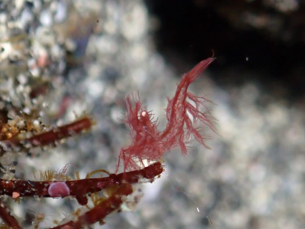 極小カンナツノザヤウミウシ! 4 IMG 0411